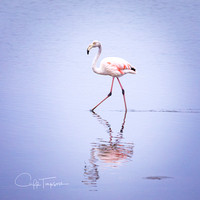 Walvis Bay Flamingo